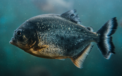 What Christians Can Learn from Piranhas